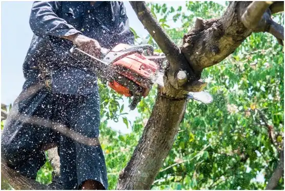 tree services Story